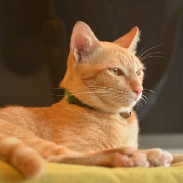 découvrez notre sélection de colliers pour chat, alliant confort et style. offrez à votre compagnon félin un accessoire élégant et sécurisé, disponible dans divers designs et matériaux. parfait pour une identification facile et une touche de personnalité !